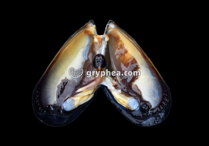 Anatomie interne de la Moule - gryphea.com